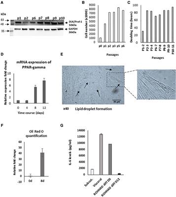 Case report: Molecular characterisation of adipose-tissue derived cells from a patient with ROHHAD syndrome